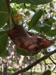Megalopyginae