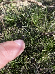 Eleocharis acicularis