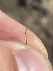 Eleocharis acicularis