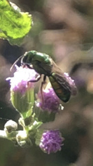 Fleischmannia incarnata