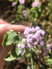 Fleischmannia incarnata