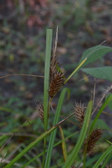 Carex lupuliformis
