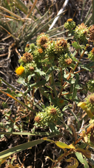 Grindelia squarrosa