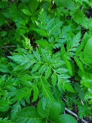 Ligusticum canbyi