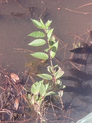 Cephalanthus occidentalis