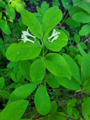 Lonicera utahensis