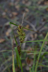 Carex lupuliformis