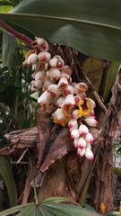 Alpinia