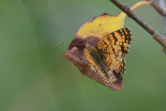 Phyciodes mylitta