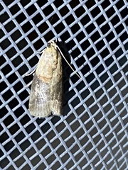 Acrobasis demotella