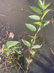 Cephalanthus occidentalis