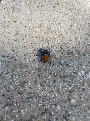 Phidippus adumbratus