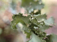 Parmotrema hypoleucinum