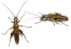 Oedemera nobilis