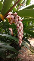 Alpinia