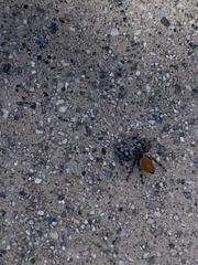 Phidippus adumbratus