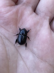 Dyscinetus morator
