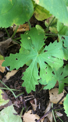 Petasites frigidus