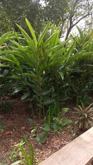 Alpinia