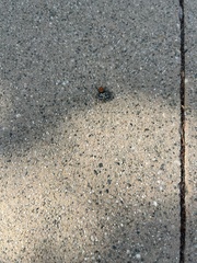 Phidippus adumbratus