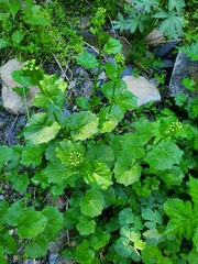 Cardamine cordifolia