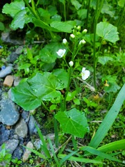 Cardamine cordifolia