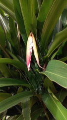 Alpinia