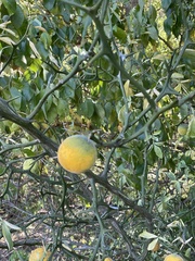 Citrus trifoliata