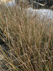 Juncus kraussii