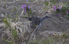 Setophaga coronata auduboni