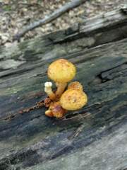 Pholiota granulosa