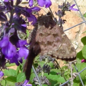 Salvia longispicata
