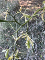 Citrus trifoliata