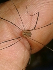 Leiobunum blackwalli