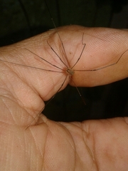 Leiobunum blackwalli