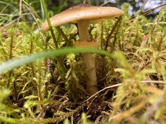 Amanita augusta