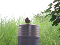 Melospiza melodia morphna