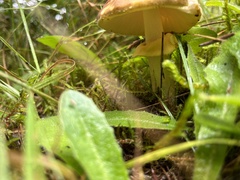 Amanita augusta