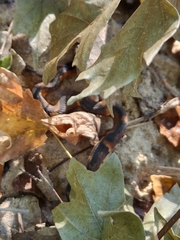 Nerodia fasciata confluens