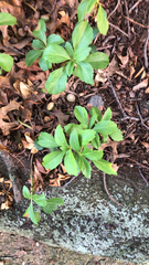 Pachysandra terminalis