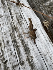 Pacifastacus leniusculus