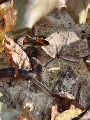Nerodia fasciata confluens
