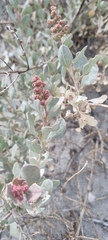 Atriplex nummularia