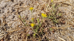 Pulicaria paludosa