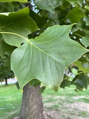Liriodendron tulipifera