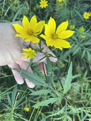 Bidens aristosa