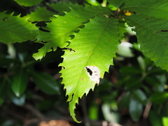 Castanea dentata