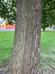 Liriodendron tulipifera