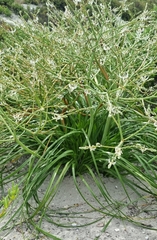 Trachyandra divaricata