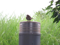 Melospiza melodia morphna